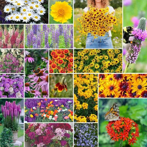 Miniatura 9 de Eden Brothers Todas las semillas anuales mixtas de flores silvestres para plantar, 1 onza, semillas con girasol, manta india, lino escarlata Atrae