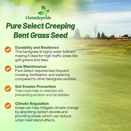 Miniatura 3 de Outsidepride Pure Select - Semilla de césped doblada rastrera, 2 libras, césped de alta calidad para poner verduras, camisetas y calles, semillas