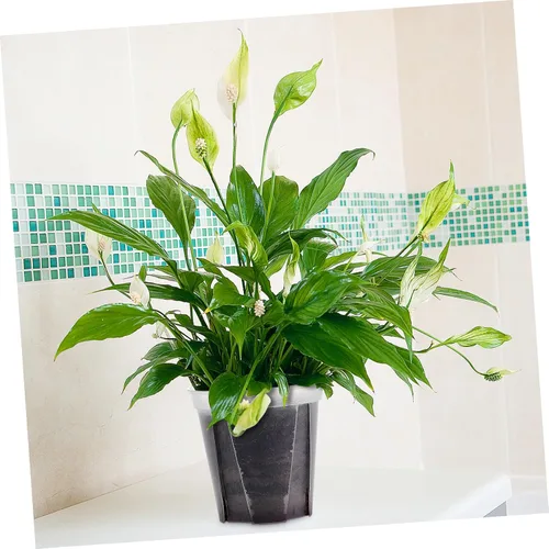 Miniatura 7 de Yardwe Paquete de 2 macetas de plástico para interiores para suculentas y cactus de fácil visualización para decoración de oficina en casa