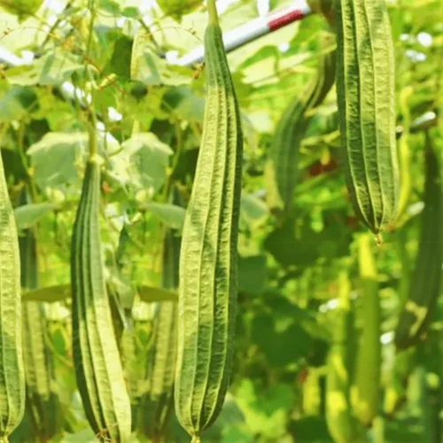 Más de 30 semillas de calabaza de Luffa para plantar calabazas de esponja de lufa, sin OMG, reliquia trepadora, vegetales, vegetales cultivados en