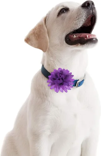 Miniatura 7 de WILLBOND 20 piezas de collar de perro de 3.1 pulgadas con lazo multicolor para mascotas, accesorios para cachorros, gatos, perros, mascotas