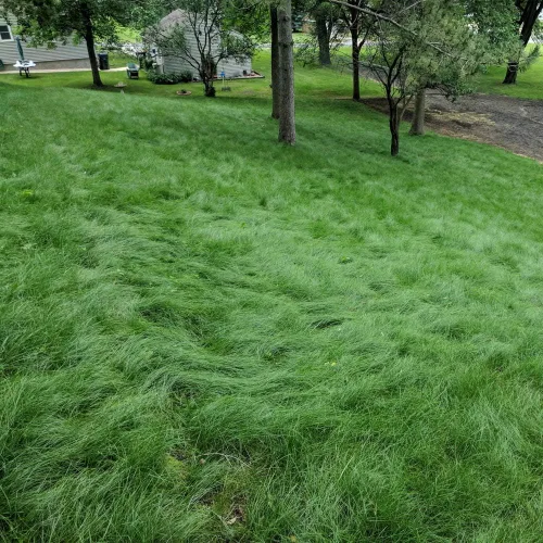 Miniatura 6 de Outsidepride Legacy Fine Fescue - Mezcla de semillas de césped – 50 libras. Mezcla tolerante a la sombra y al sol de festuca dura, festuca