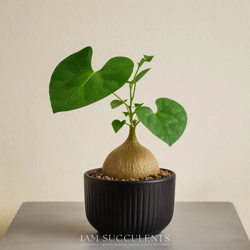 Miniatura 2 de Live Gerrardanthus Macrorhizus - Planta suculenta Caudex rara - 3 a 4 pulgadas de alto - Planta única de coleccionista para interiores y exteriores