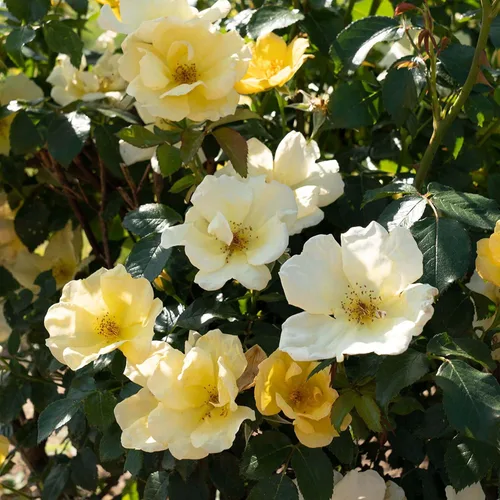Miniatura 6 de Perfect Plants Easy Bee-zy™ Knock Out® Rose Bush 1 galón Arbusto de rosas vivas Rosas frescas
