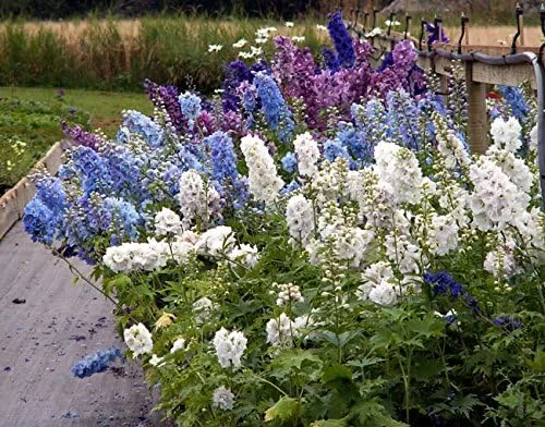 Miniatura 4 de Cohete a granel sin OMG Larkspur 'Giant Imperial Mix' Consolida ambigua (1 lb)