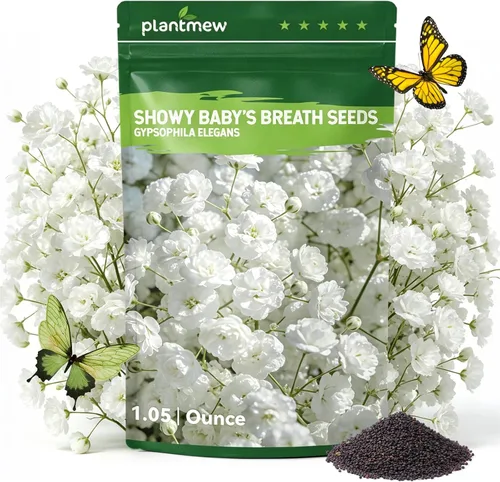 Miniatura 8 de Semillas de Alyssum para plantar, alfombra real morada, semillas de flores de Alyssum moradas dulces, semillas de cobertura del suelo perennes