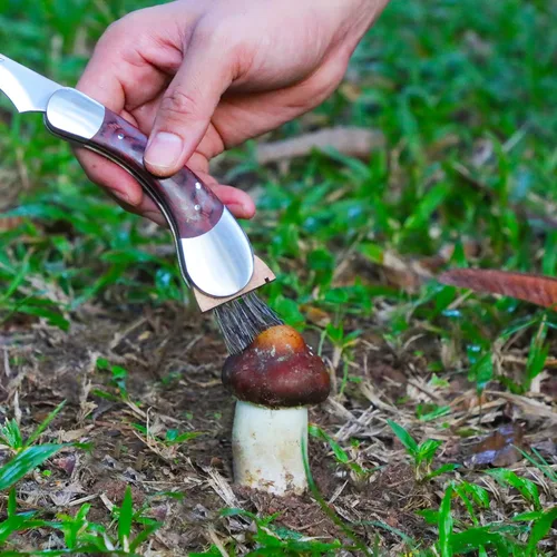 Miniatura 4 de Coowolf Cuchillo de forraje de hongos con cepillo y funda, hoja curvada de acero inoxidable de 7.1 pulgadas, diseño plegable con mango de madera