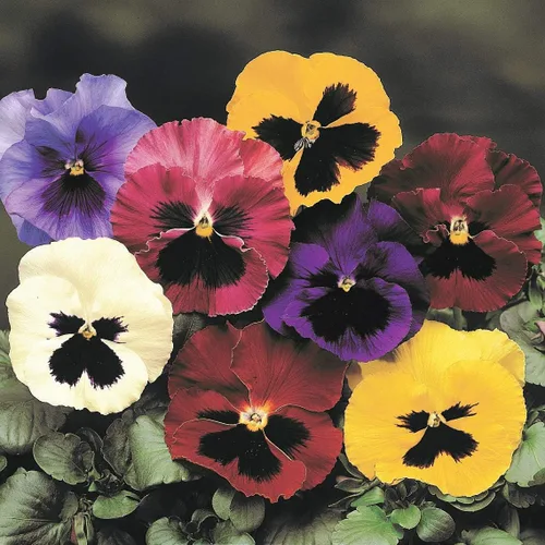 Miniatura 3 de Flores Viola Swiss Giant Mix - 80 Semillas