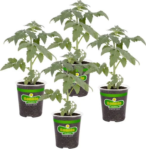 Miniatura 14 de Bonnie Plants Better Boy Tomate Plántula, Planta Viva, para Hamburguesas, Salsa y Salsas, Pleno Sol, 3 Pulgadas Cúbicas, Paquete de 6