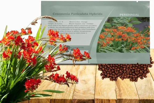 Outsidepride Semillas de Crocosmia – 100 unidades. Semillas perennes, resistentes y fáciles de cultivar, semillas de flores para plantar flores