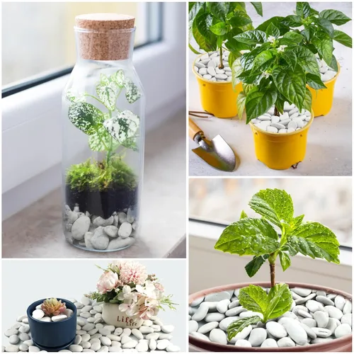 Miniatura 5 de Rocas de río blanco perla de 10 libras para paisajismo, guijarros pulidos para plantas, piedras decorativas de jardín, rocas de plantas de 1-1.5