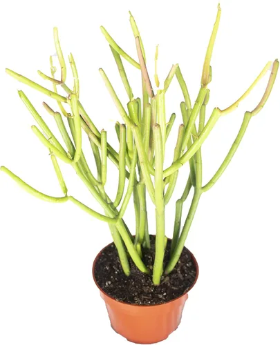 Miniatura 4 de Cactus Zig Zag - 4" de California Tropicals