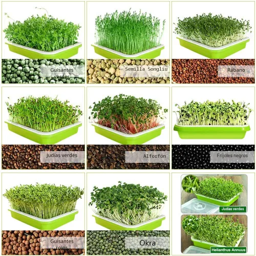 Miniatura 7 de SUNPRO Paquete de 2 bandejas para germinar semillas sin BPA, PP sin tierra, gran capacidad, contenedor de germinación de pasto de trigo saludable