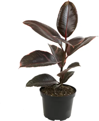 Miniatura 13 de Plantas for Pets - Higuera de hoja de violín (paquete de 4), paquete de plantas Ficus Lyrata, entrega de plantas vivas de Ficus, decoración popular