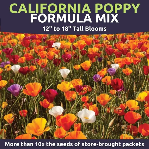 Miniatura 4 de California Poppy - Mezcla de fórmula - Paquete grande de semillas de 1/2 onza - 10,000 semillas de flores para plantar - Eschscholzia californica