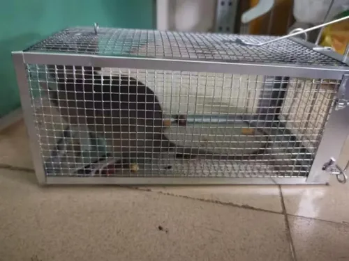 Miniatura 8 de 1 trampa humana para ratas, trampa para roedores de ardilla para interiores y exteriores, para animales pequeños – ratones de ratón, hámsters, jaula