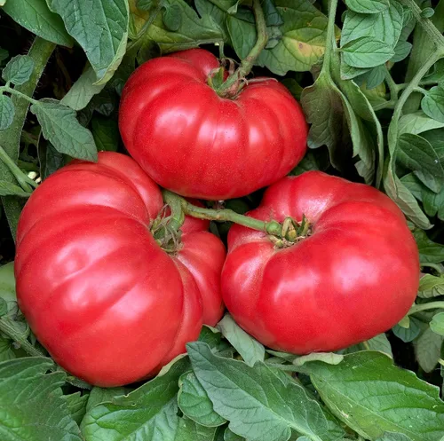 Miniatura 4 de Semillas de tomate gigante de Bélgica. 100 semillas. Fruta de 1 a 2 libras. 88 días. Reliquia, polinización abierta, sin OMG. Tomate para rebanar