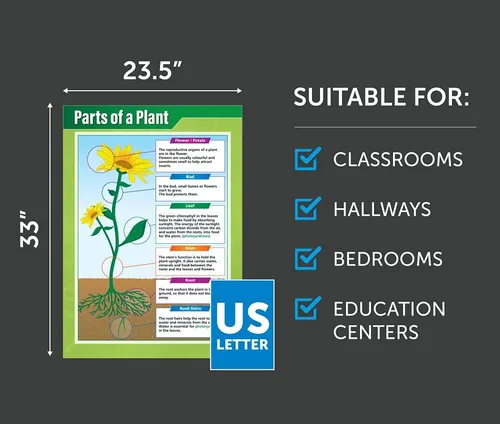 Miniatura 3 de Daydream Education Parts of a Plant Science - Póster para aula de ciencias de plantas, tamaño extragrande, 33 x 23.5 pulgadas, laminado, decoración