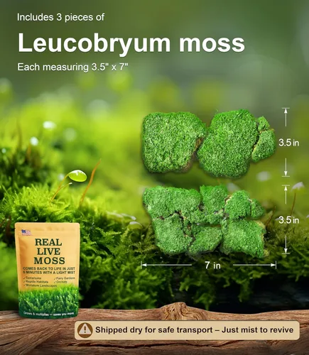 Miniatura 2 de Musgo vivo – Musgo leucobryum (2 hojas, cada una aprox. 3.5 x 7 pulgadas) para terrarios, bonsái, plantas en maceta y arte de musgo natural
