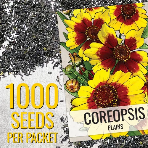 Miniatura 3 de Seed Needs Coreopsis Plains - Semillas para plantar flores amarillas al aire libre, 1 paquete