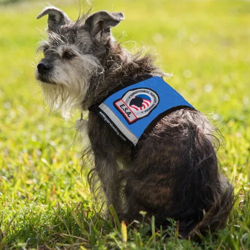 Chaleco de apoyo emocional premium para perros pequeños, ESA, incluye 5 tarjetas de folleto ESA de ley federal (XS: circunferencia de 16-23 Azul