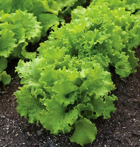 Miniatura 8 de Semillas de lechuga Burpee Buttercrunch híbrido (orgánico) 1100 semillas Buttercrunch Hybrid (Orgánico)