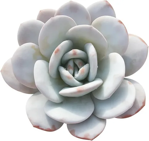 Miniatura 17 de Echeveria Agavoides Ebony - Suculenta viva - 2.5 pulgadas - Tolerante a la sequía, bajo mantenimiento, ideal para interiores y exteriores, Echeveria
