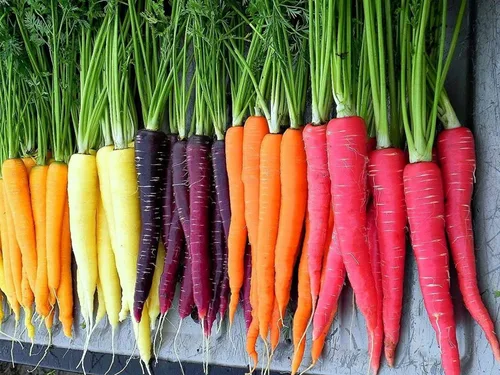 Miniatura 4 de Semillas de huerto para plantar - Cultivar verduras tradicionales (tomate bistec)