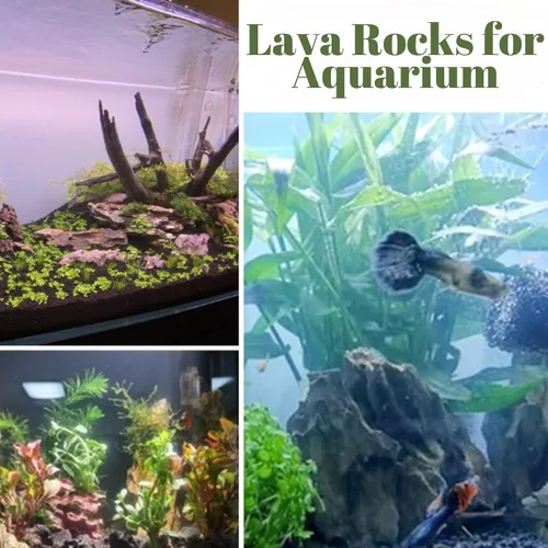 Miniatura 4 de Rocas de lava negras de 2.4 libras para plantas, suelo de roca volcánica hortícola de lava para drenaje de plantas de paisajismo, pequeña grava
