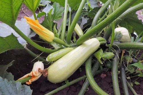 Miniatura 3 de Semillas Calabacín Tipo Arbusto Blanco Heirloom Vegetal No GMO
