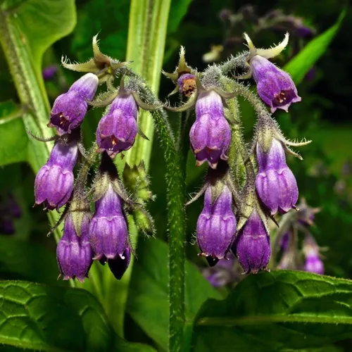 Miniatura 2 de 100 semillas de consuelda Symphytum Officinale - Semillas de consuelda perenne Symphytum Officinale sin OMG