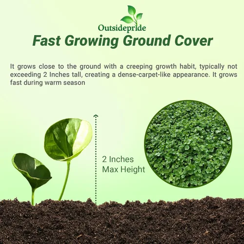 Miniatura 3 de Outsidepride Semillas de Dichondra Repens Perennes - 1 libra Semillas densas verdes de cobertura del suelo de bajo mantenimiento para plantar, ideal