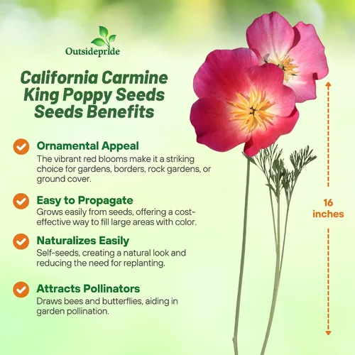 Miniatura 2 de Outsidepride Carmine King California - Semillas de amapola – 5000 piezas anuales, tolerantes a la sequía, fáciles de cultivar, semillas de flores
