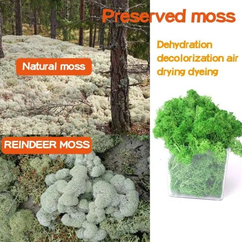 Miniatura 4 de Musgo preservado, musgo de 3.5 onzas para manualidades, decoración de musgo sintético, musgo verde natural para decoración de pared de floristería