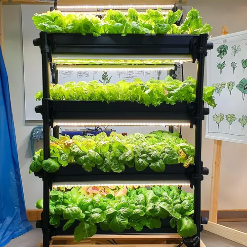 Miniatura 9 de Más de 20.000 semillas de lechuga, semillas de vegetales tradicionales para plantar en interiores y exteriores, 10 variedades de verduras frescas