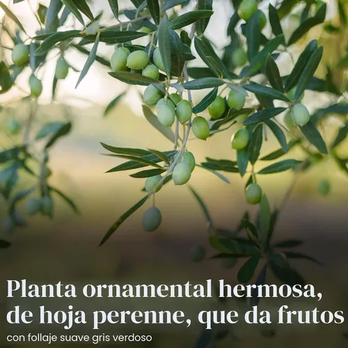 Miniatura 3 de American Plant Exchange - Olivo arbequina – Planta viva en maceta de 5 pulgadas, árbol frutal, variedad comestible resistente al frío