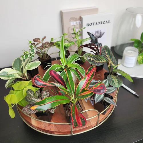 Miniatura 13 de Plantas de interior fáciles de cultivar (paquete de 12) plantas de interior vivas en contenedores de plantas, juego de plantas de elección
