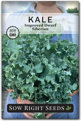 Sow Right Seeds - Semilla de col rizada mejorada siberiana enana para plantar - Paquete de reliquia sin OMG con instrucciones para plantar un huerto