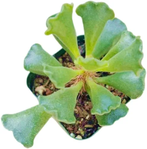 Miniatura 8 de Plantas de Cactus Suculentas Vivas (Maceta de 5 cm Echeveria Minima)