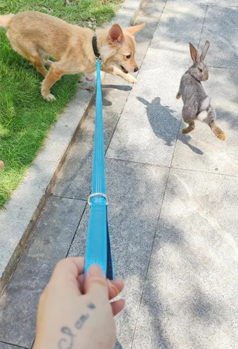 Miniatura 3 de Correa elástica para perro, correa de nailon reflectante y absorbente de golpes de 5 pies, entrenamiento antitirones para perros pequeños/medianos