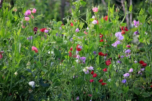 Miniatura 2 de Bijou Mix Sweet Pea Flower, 25 semillas de flores tradicionales por paquete, nombre botánico: Lathyrus odoratus, Isla's Garden Seeds