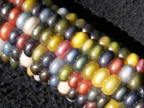 Miniatura 3 de 100 Semillas de Maíz Glass Gem Sin OMG Palomitas de Maíz Deliciosos Granos Cristalinos en Tonos Joya Cultivados en EE.UU. Raros Ornamentales