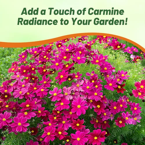 Miniatura 6 de Outsidepride Sonata Carmine Cosmos Bipinnatus Seeds – 50 piezas anuales, fáciles de cultivar y tolerantes a la sequía, semillas de flores