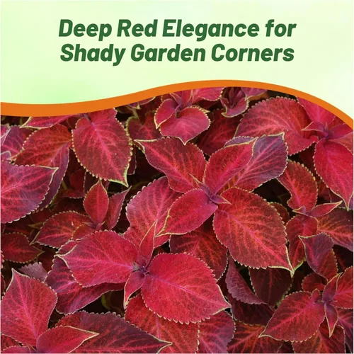 Miniatura 5 de Outsidepride Wizard Velvet Red Coleus Semillas para plantar – 200 piezas anuales, compactas y fáciles de cultivar, semillas de flores con follaje