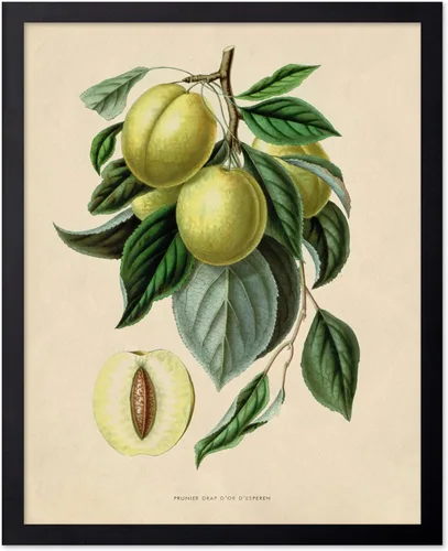Miniatura 63 de Poster Master Póster Vintage de Plantas Cultivadas - Impresión Botánica Retro - Arte de Flores - Arte de Plantas - Regalo para Hombres y Mujeres