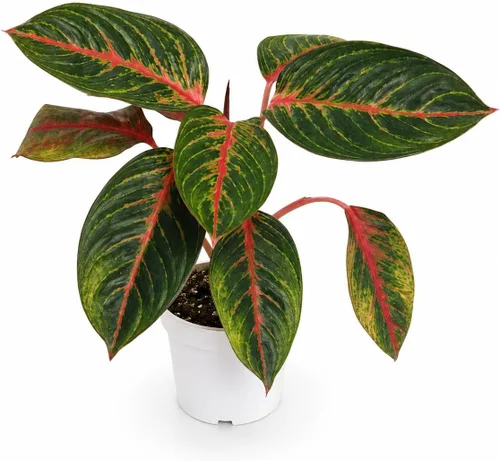 Agloanema Garnet House Plant, Chinese Evergreen Live Plant for Indoor Spaces, Colorful Aglaonema Live Plant, Feng Shui Plants Live Houseplants for
