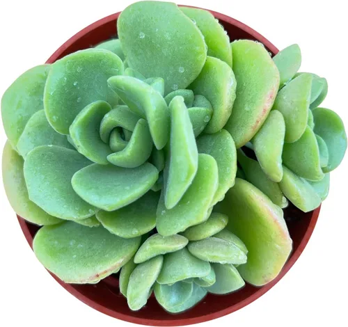 Sprout N Green Aeonium - Almohadilla de lirio, planta suculenta viva totalmente enraizada en maceta de 4 pulgadas, oficina en casa, decoración de