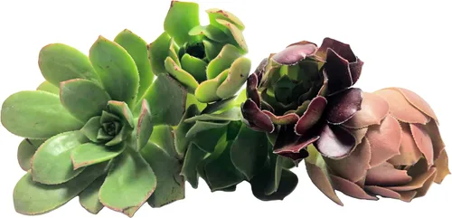 Miniatura 13 de Blissful 5 Rosetas de Aeonium de 2 a 6 pulgadas, raras 5 variedades únicas. Fácil de cultivar, tolerante a la sequía y perfecto para regalos