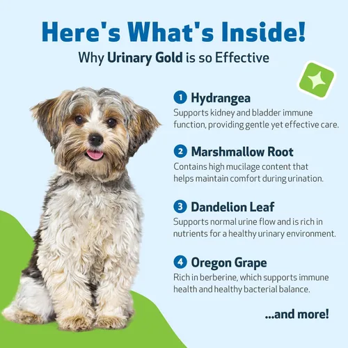 Miniatura 4 de Pet Wellbeing Oro urinario para perros – Formulado por veterinarios – Soporte para el tracto urinario con múltiples hierbas – Salud de la vejiga
