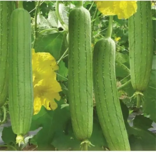 Miniatura 4 de zcbang Más de 20 semillas comestibles de luffa lufa vegetales, esponja, vid de calabaza suave